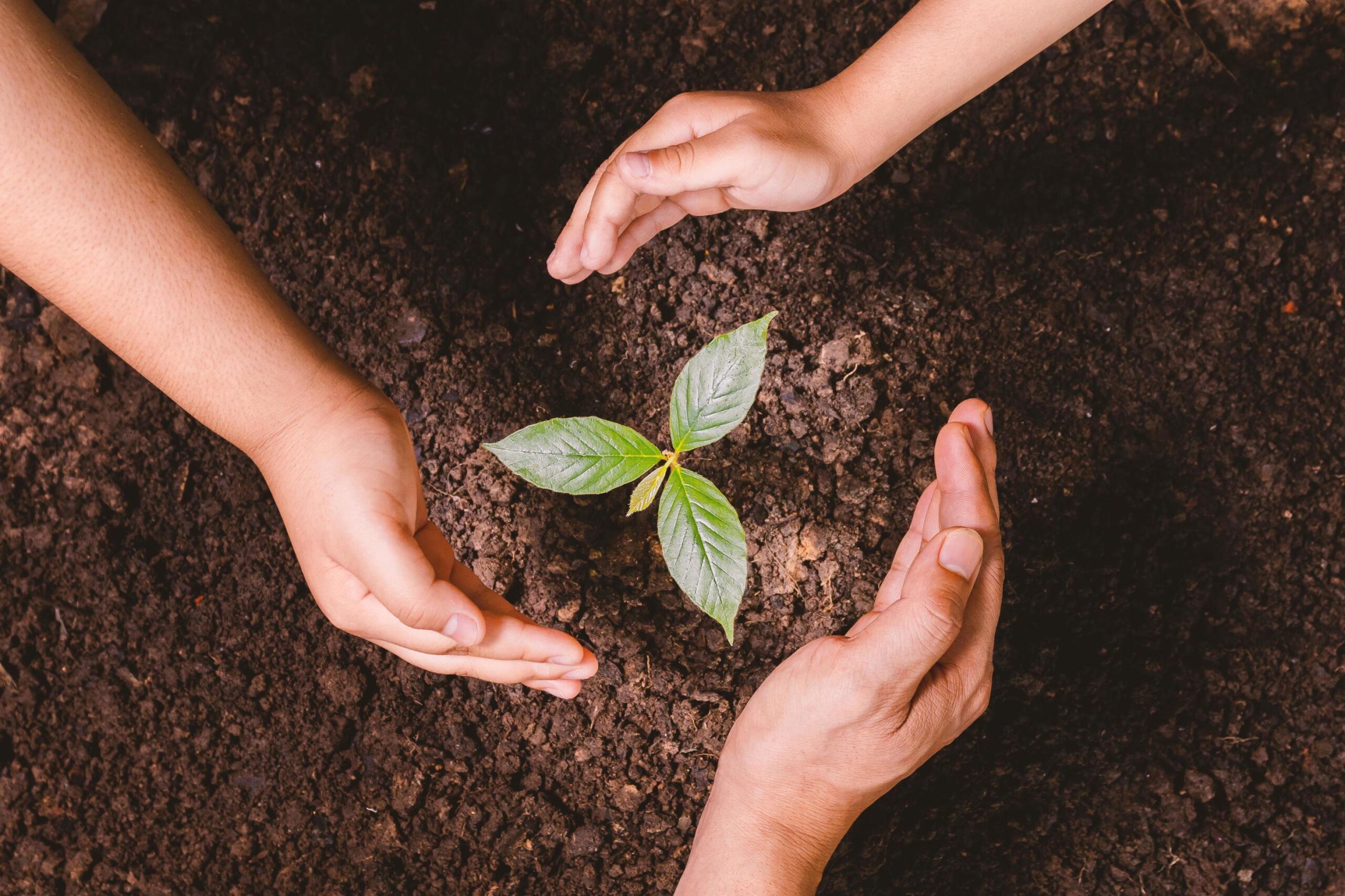 Consciência Ambiental